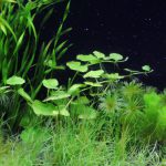 植栽から23日目　アマゾンチドメグサ